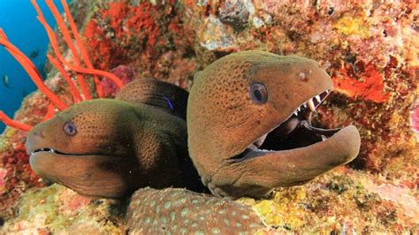 Moray Eel 7 Facts You Need To Know