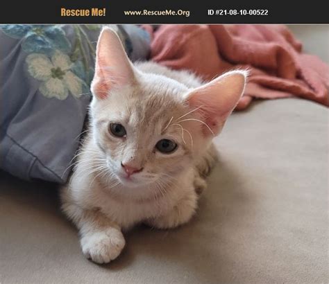 Adopt 21081000522 ~ Domestic Cat Rescue ~ Phoenix Az