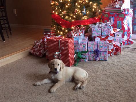 Cassie Wishing Everyone A Merry Christmas Christmas Puppy Christmas