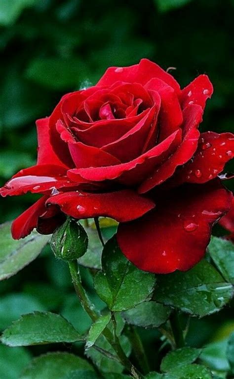 The 25 Best Red Roses Ideas On Pinterest Red Roses And Buy Flowers