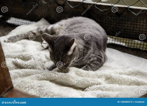 Abandoned cats in shelter stock photo. Image of little - 158480574