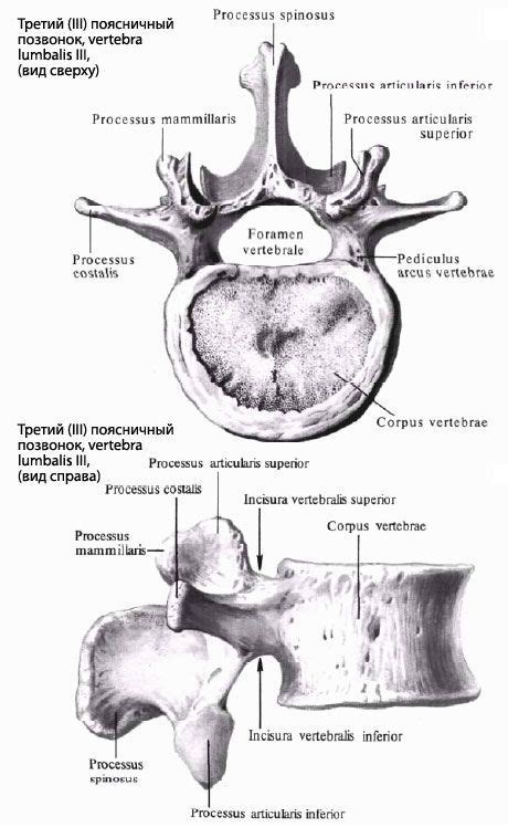 Lumbar Vertebrae Anatomy Structure Function