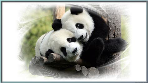 Panda wallpapers for 4k, 1080p hd and 720p hd resolutions and are best suited for desktops no cool panda 4k wallpaper on page 4 either? Panda Backgrounds, Pictures, Images