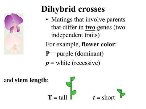 A Dihybrid Cross Involves The Crossing Of Just One Trait Genetic