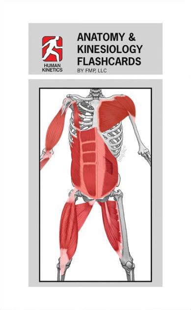 Anatomy And Kinesiology Flashcards Edition 1 By Fmp Llc