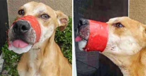 A Barbaric Monster Taped His Mouth Shut But This Dog Managed To Find A
