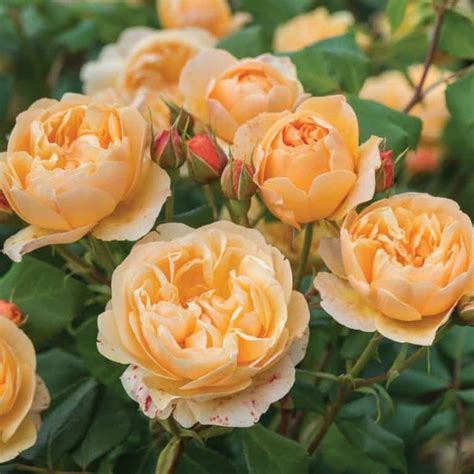 Roald Dahl 3ft 90cm Standard Rose 2021 Release Roses Victoria
