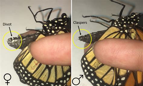 female versus male monarch butterfly