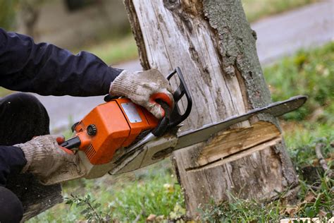These include pest prevention, tree removal, trimming, thinning, stump grinding, deadwood removal, and storm damage control. Marietta, GA Tree Service and Tree Removal | Treequote.com