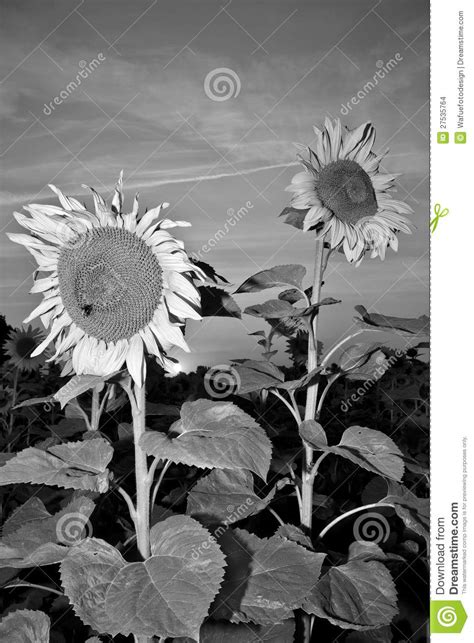 Sunflowers Stock Photo Image Of Monochrome Agriculture 27535764