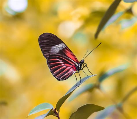 Heliconius Melpomene Foto And Bild Tiere Wildlife Schmetterlinge