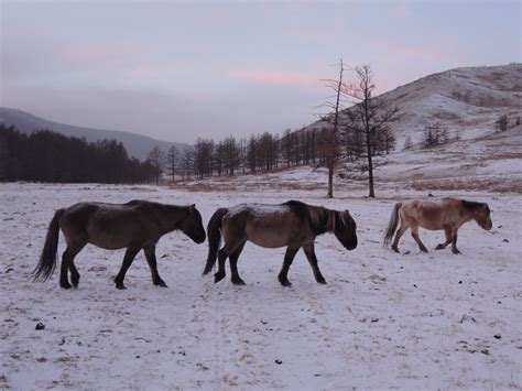 Mongolian Horses In Winter Stone Horse Mongolia