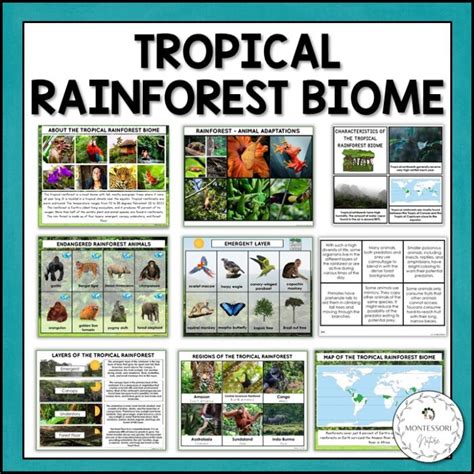 Tropical Rainforest Biome Characteristics Animal And Plant Adaptations