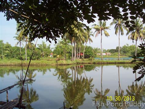 How does tree fish farm work? Fish Pond Buddy: Uses of Coconut Trees in Our Bangus ...