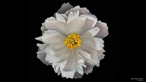 White Peony Wallpaper 59 Images