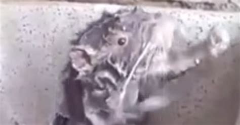 La vérité derrière la vidéo virale du rat qui se lave - Vidéos - Wamiz