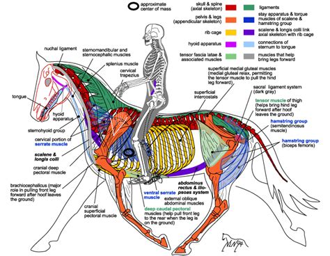 Anatomy Of A Horse Under Saddle