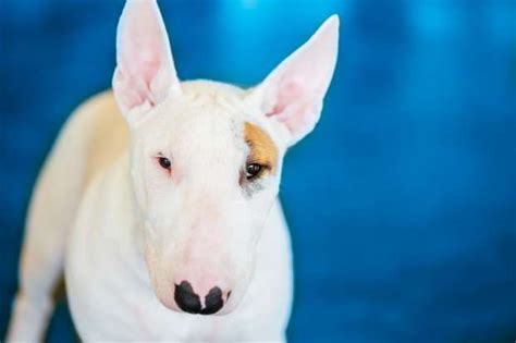 9 Solid Facts About Bull Terriers Terrier English Bull Terriers