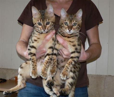 60 Best Photos Full Grown Bengal Cat Price Kalossal 95 Serval