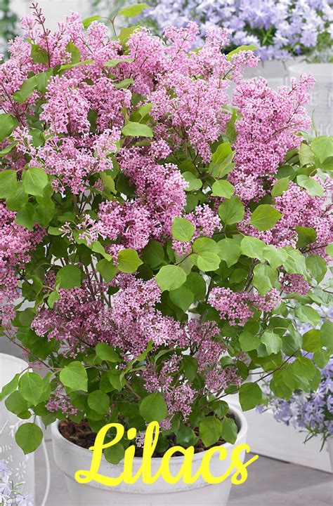 Best Evergreen Shrubs For Pots At Home Home Gardeners