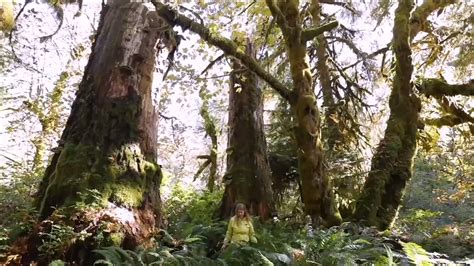 Canadas Most Magnificent Old Growth Forest Discovered Near Port Renfrew