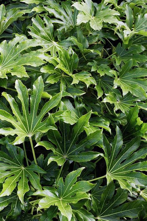Fatsia Japonica Photograph By Geoff Kiddscience Photo Library Pixels