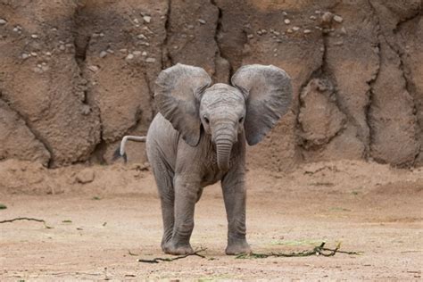 Baby Elephant Faqs Reid Park Zoo