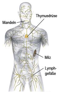 Als lymphatisches system bezeichnet man die gesamtheit aller lymphbahnen sowie die lymphatischen organe, zu denen unter anderem die lymphknoten, die milz, die lymphatischen gewebe im. Das lymphatische System des Menschen