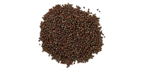 Black Mustard Seeds Supplier And Exporter In India Arizone
