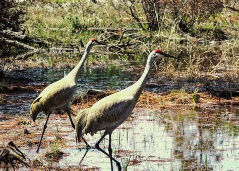 Free Images Water Nature Marsh Wetlands Swamp Wildlife Love