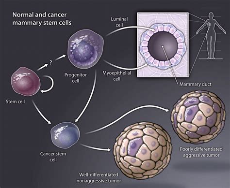 Function Follows Form Defining Mammary Stem Cells Science Translational Medicine