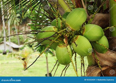 Green Coconut Fruits On A Palm Tree Near To The Beach Stock Image