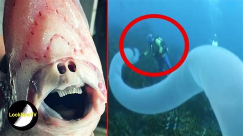 5 Mysterious Deep Sea Creatures Caught On Camera