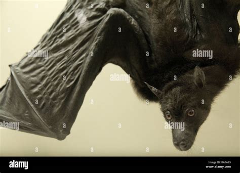 Black Flying Fox Bat Stock Photo Alamy