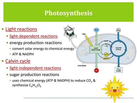 Glucose is a reactant and pyruvic acid and atp are the. PPT - Light Energy & Photosynthetic Pigments PowerPoint Presentation - ID:2288386