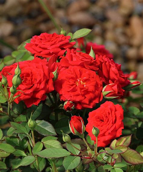 Cottage Farms Direct Live Autumn Sunblaze Mini Rose Plant Set Of