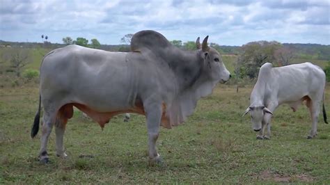 Nosso Agro Mercado Futuro Do Boi Gordo é Uma Alternativa Para