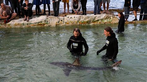 swimmers make way for great white shark trapped in sydney pool world the times