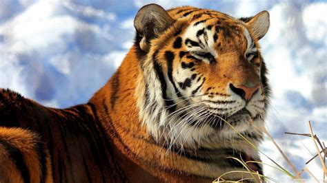 Siberian Tiger Hd Wallpapers