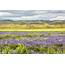 Legislation Introduced To Protect Carrizo Plain Other National Monuments