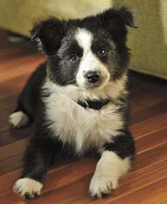 It is a cross between the border collie and the australian harlee the border collie/australian shepherd mix at 7 weeks old, the night we got her. Discover the Border Collie Australian Shepherd Mix - My ...
