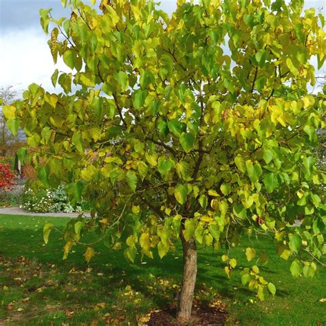 Maybe you would like to learn more about one of these? Mulberry Tree | Morus nigra Fruit Trees For Sale