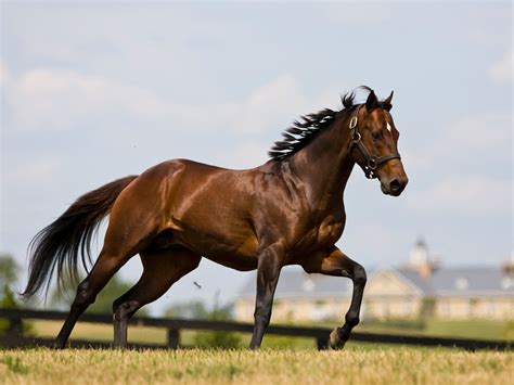 Hd Animals Wallpapers Brown Thoroughbred Horse Pictures