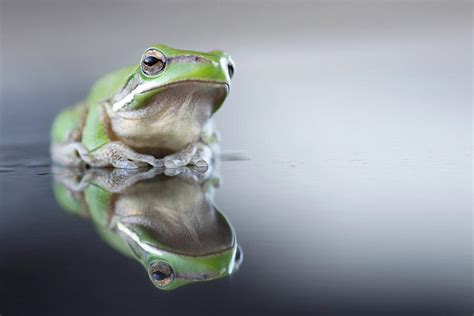 Sad Green Frog Photograph By Darren Iz Photography Fine Art America