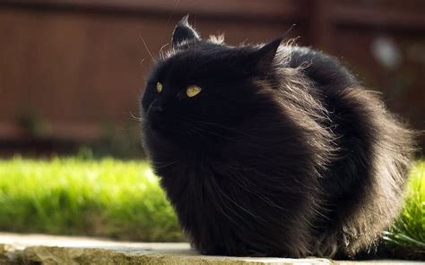 Черный пушистый кот 36 лучших фото