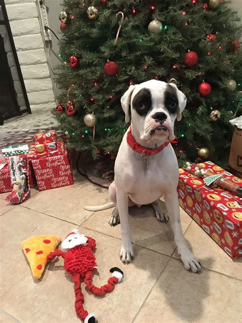 Rays Christmas Boxer Puppy Christmas Boxer Puppy Boxer Dogs
