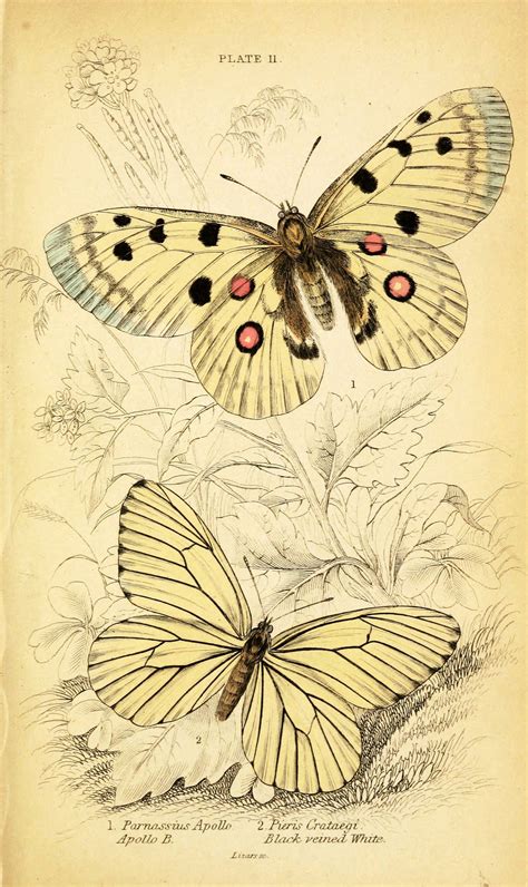 Pin By Gerardo Clemente On Butterflies Butterfly Illustration