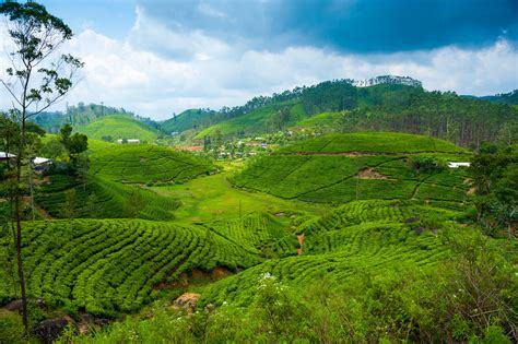 Sri Lanka Tea Plantation Mountains — Sri Lanka And Maldives Tailor