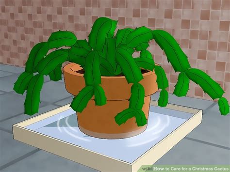 The christmas cactus is a colorful alternative to traditional holiday plants like poinsettias, and makes a beautiful addition to your holiday decor scheme. How to Care for a Christmas Cactus: 14 Steps (with Pictures)