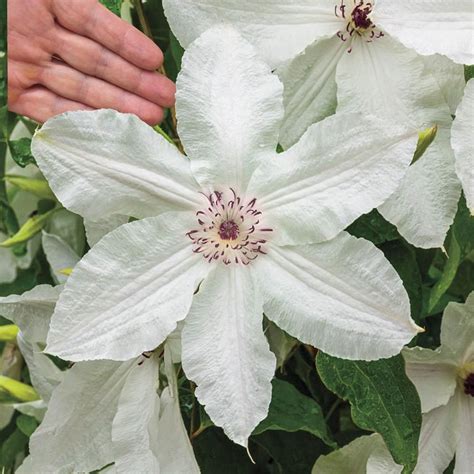 Spring Hill Nurseries 4 In Pot Beautiful Bride Clematis Vine White